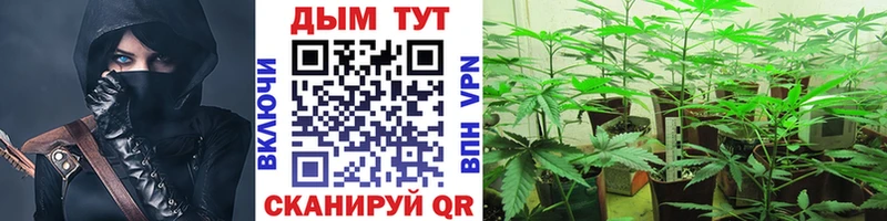 Каннабис сатива Кохма